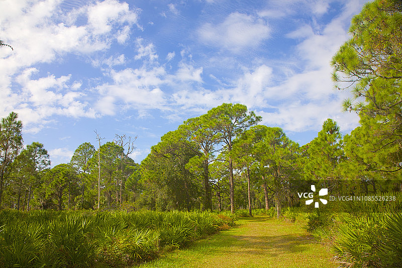 短尾猫小径，柠檬湾公园，恩格尔伍德，佛罗里达州图片素材