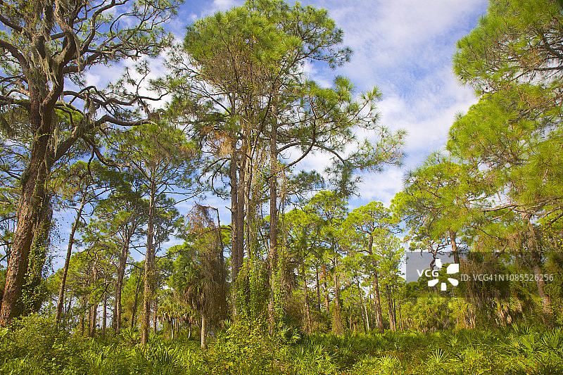 佛罗里达州英格尔伍德的松树林图片素材