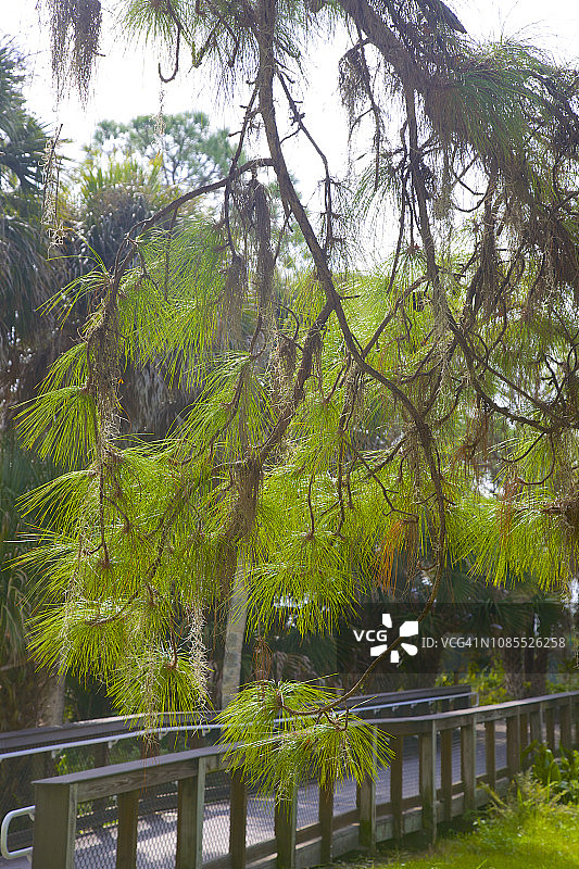 在佛罗里达州恩格尔伍德柠檬湾公园的树上的松针图片素材
