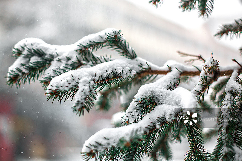 冬季雪景树枝图片素材