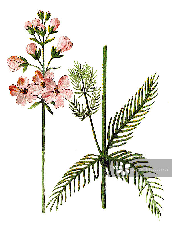 水紫草图片素材