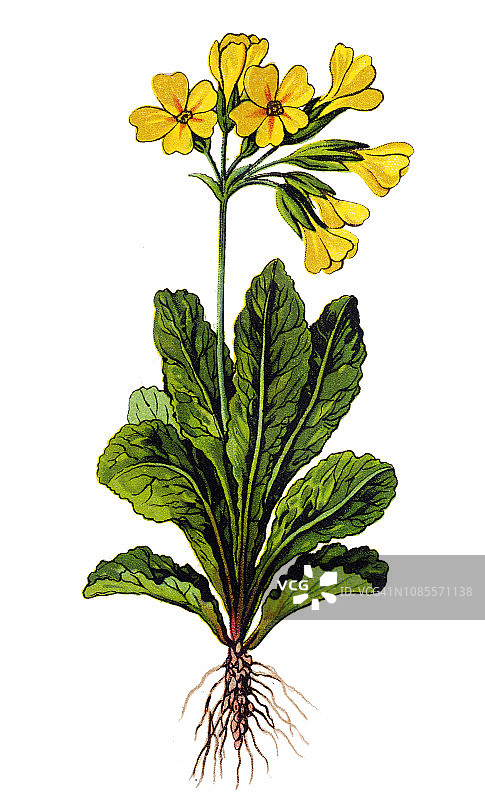 报春花图片素材