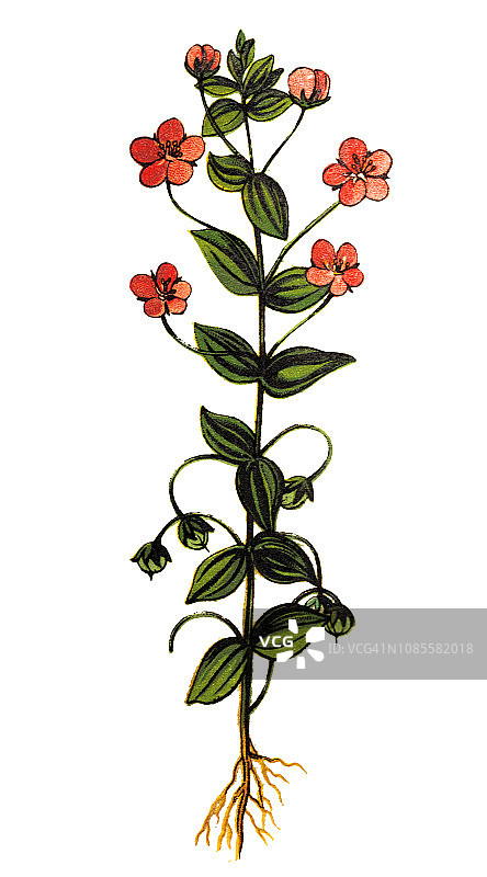 聚花过路黄图片素材