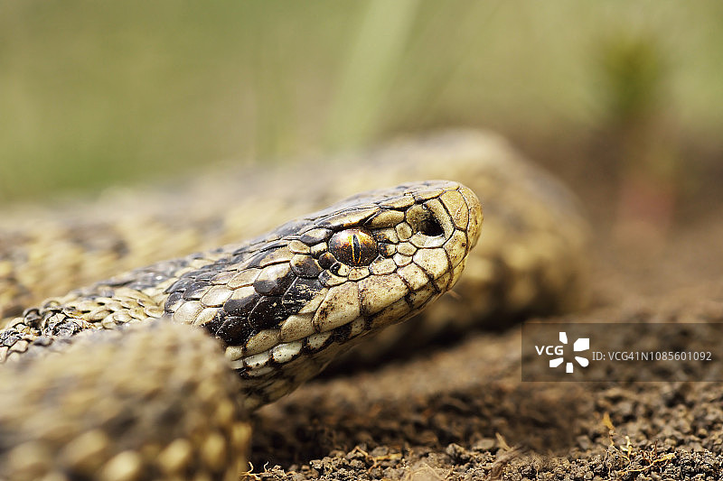 罕见的草原蝰蛇微距肖像图片素材