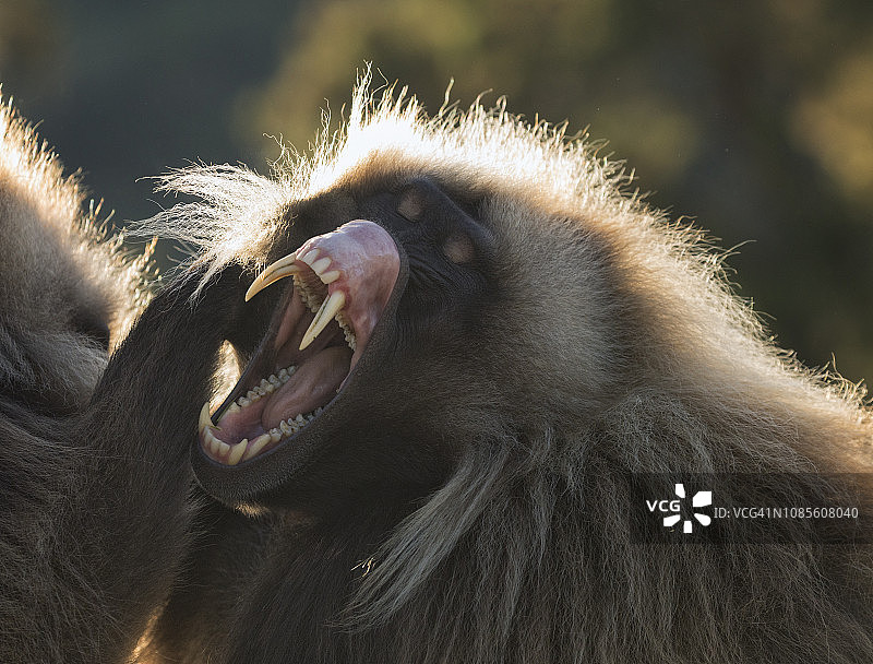 成年雄性狮尾狒龇牙咧嘴图片素材