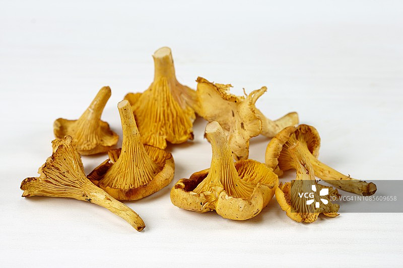 鸡油菌图片素材