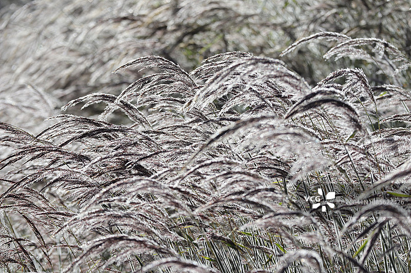 带晨露的粉色观赏草图片素材