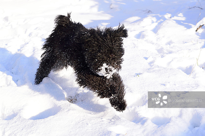 在雪地里跳跃的匈牙利牧羊犬幼犬图片素材