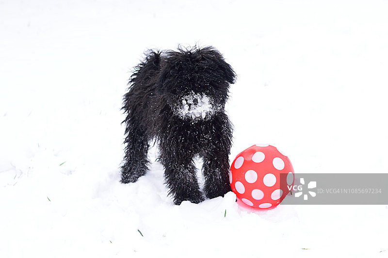 匈牙利牧羊犬幼犬在雪地里玩球图片素材
