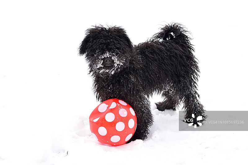 匈牙利牧羊犬幼犬在雪地里玩球图片素材
