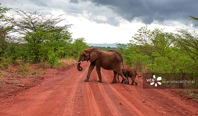 象妈妈和小象穿过红土路图片素材