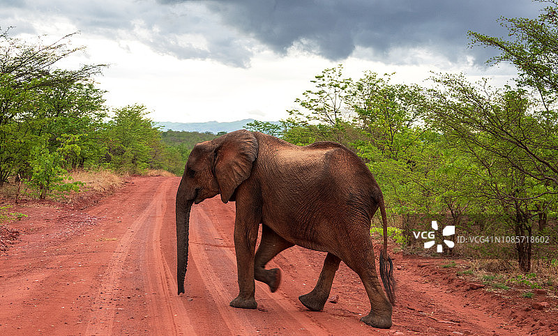没有象牙的非洲象穿过红色泥土路图片素材