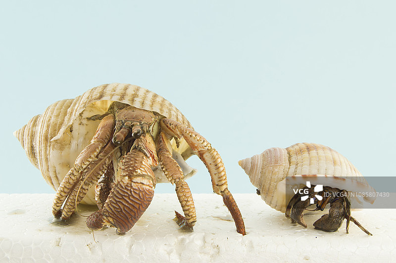 寄居蟹需要更大的贝壳才能生长图片素材