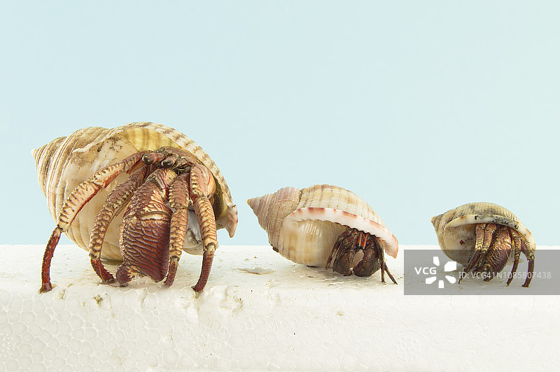 寄居蟹需要更大的贝壳才能生长图片素材