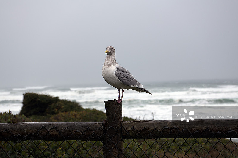 美国俄勒冈州海角的海鸥图片素材