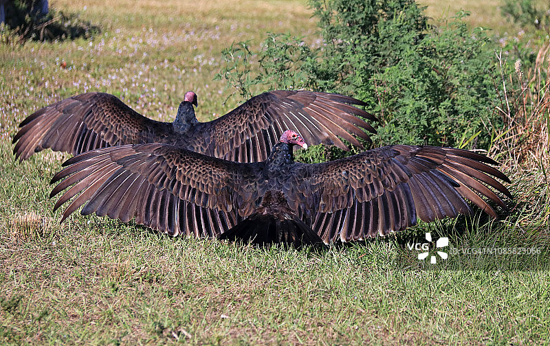 两只张开翅膀的秃鹰在草地上的背影图片素材