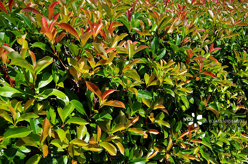 红叶石楠树篱图片素材