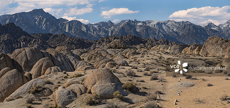 加利福尼亚州的孤独松树图片素材