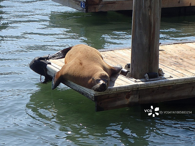 在旧金山39号码头晒日光浴的海狮图片素材