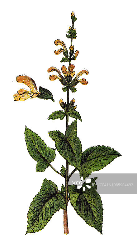 聚花鼠尾草图片素材