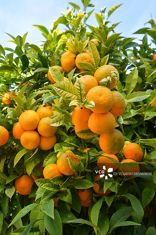 葡萄牙的橙子树图片素材