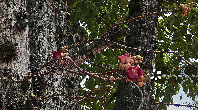 热带树木 couroupita guianensis 的美丽花朵图片素材