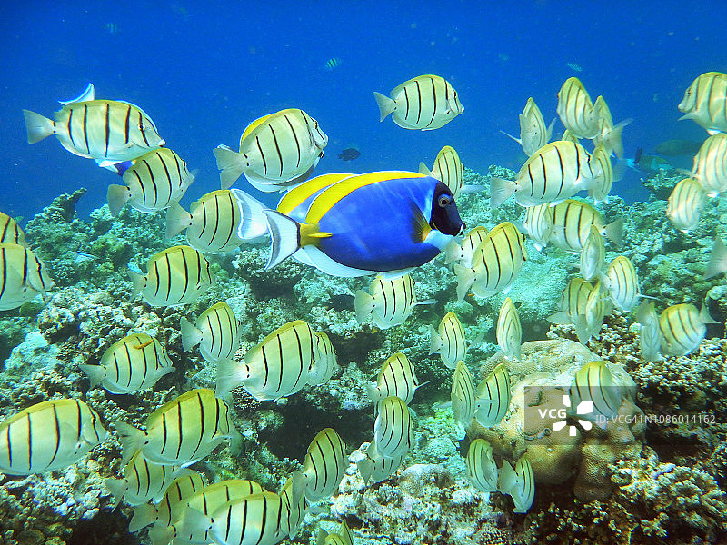 粉蓝刺尾鱼图片素材