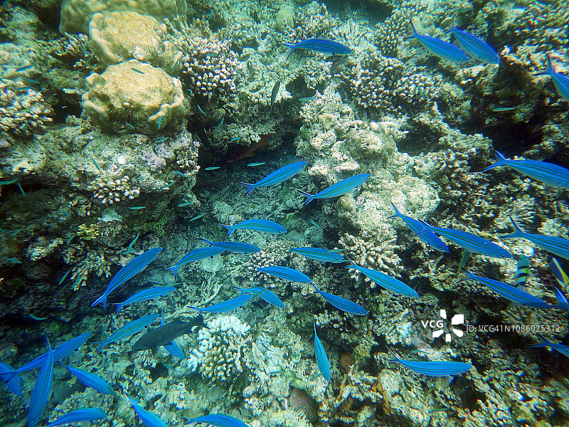马尔代夫珊瑚礁上的蓝枪鱼群图片素材