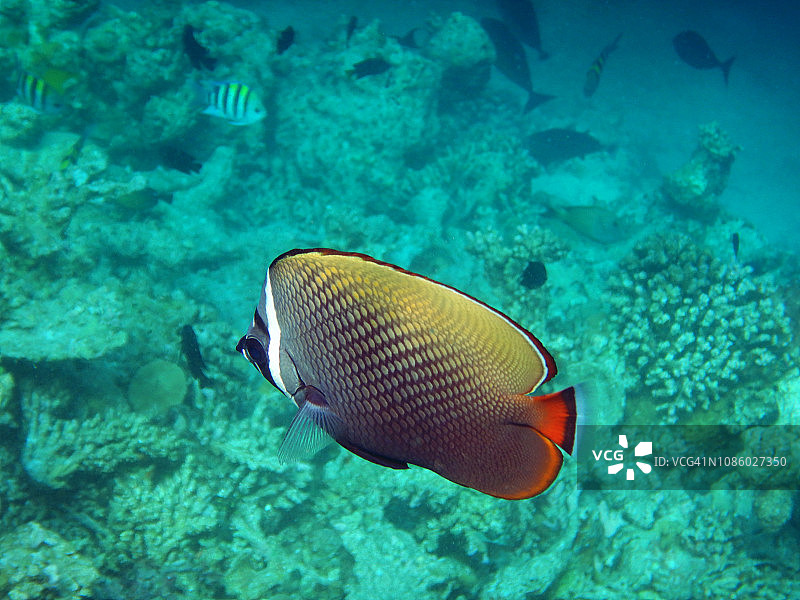 红尾蝴蝶鱼图片素材