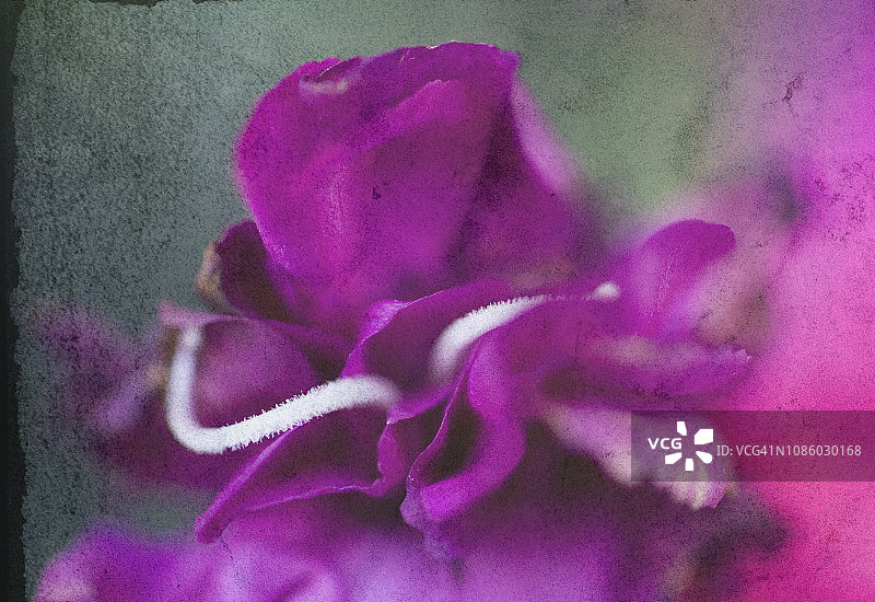 散焦的粉色花朵与飞舞的花瓣，带有纹理的微距摄影图片素材