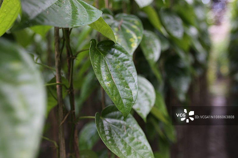 槟榔叶田图片素材