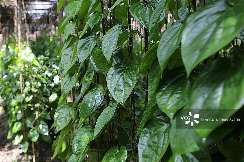 槟榔叶田图片素材