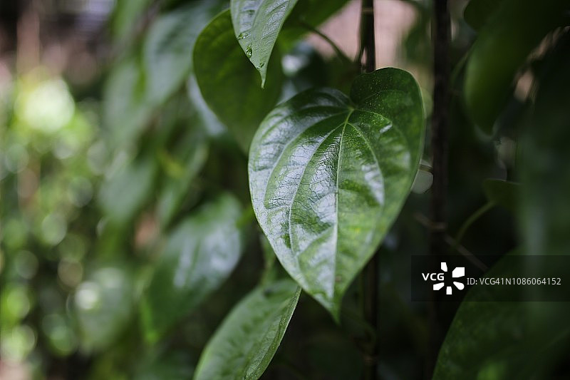 槟榔叶田图片素材