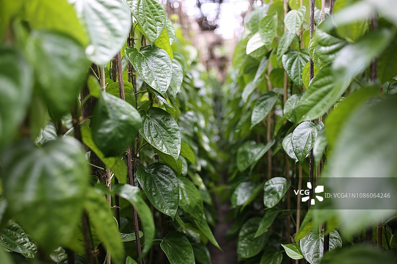 槟榔叶田图片素材