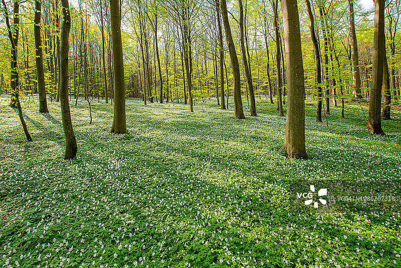 春回大地图片素材