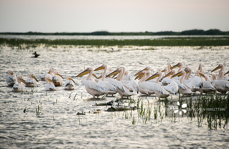 罗马尼亚多瑙河三角洲的鹈鹕群图片素材