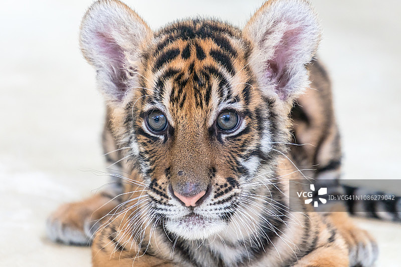 小孟加拉虎图片素材