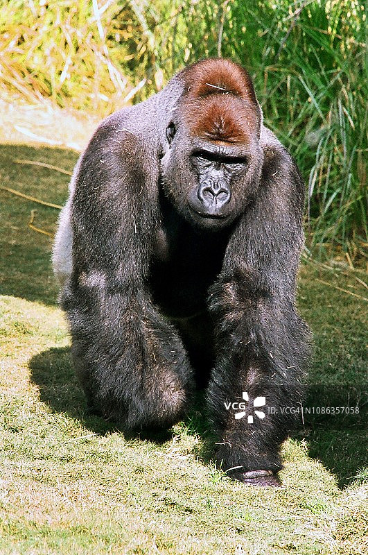银背大猩猩图片素材