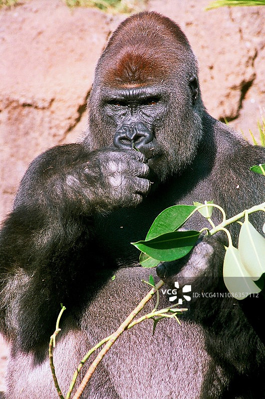银背大猩猩正在吃树叶图片素材