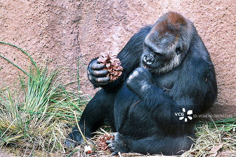 银背大猩猩吃松果里的花生酱图片素材