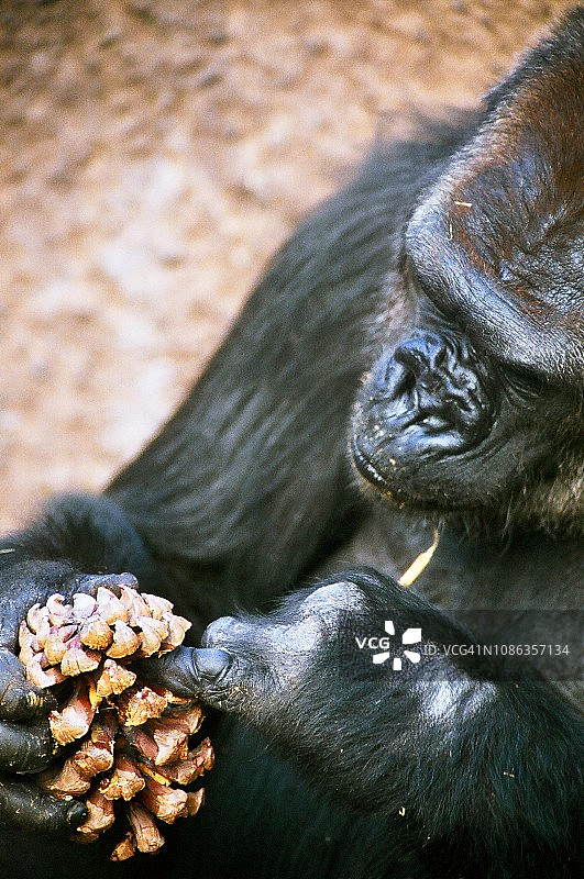 银背大猩猩吃松果里的花生酱图片素材
