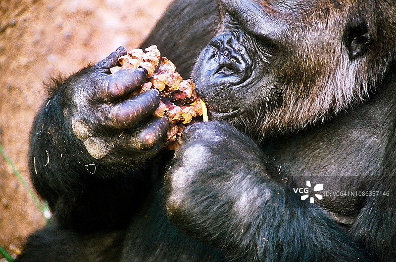 银背大猩猩吃松果里的花生酱图片素材