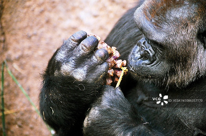 银背大猩猩吃松果里的花生酱图片素材