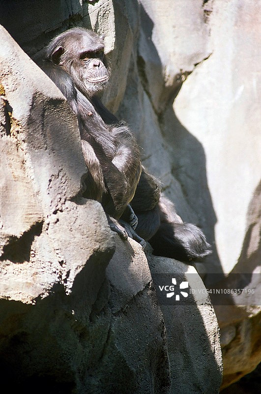 动物园围栏里的黑猩猩图片素材