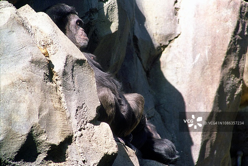 动物园围栏里的黑猩猩图片素材