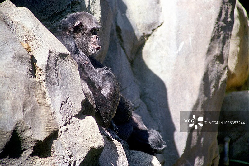 动物园围栏里的黑猩猩图片素材