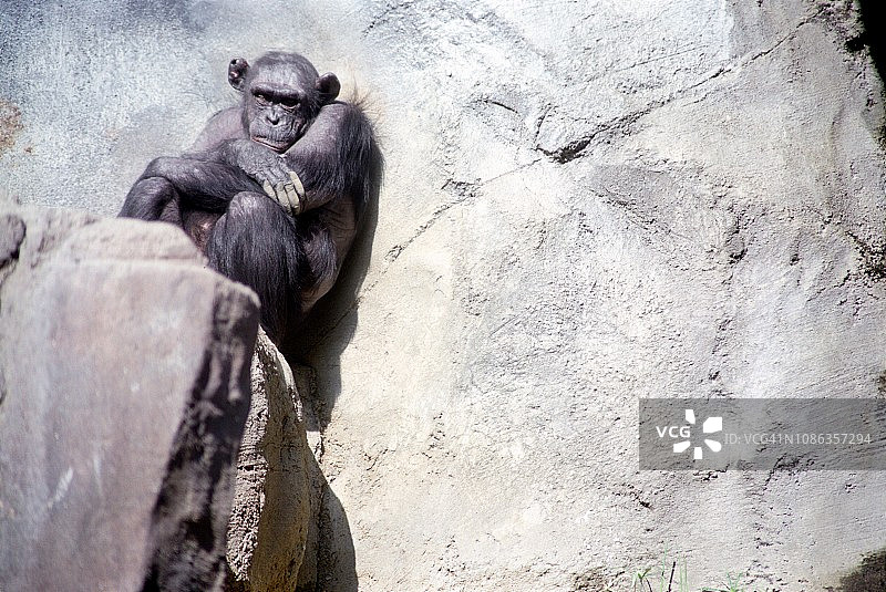 动物园围栏里的黑猩猩图片素材