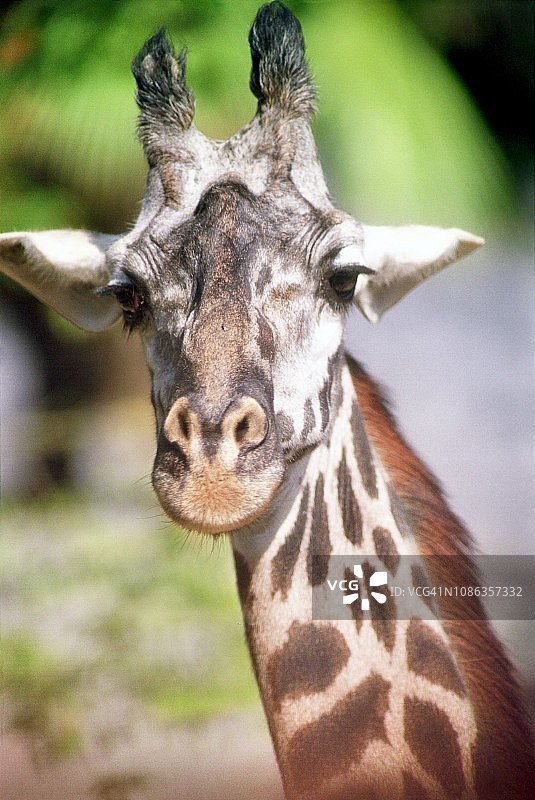 圈养长颈鹿特写图片素材