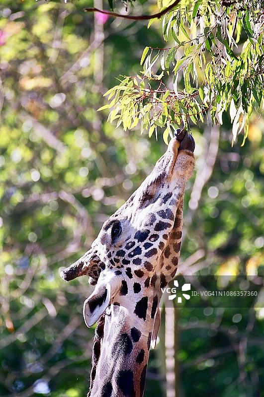 圈养长颈鹿食用树叶特写图片素材