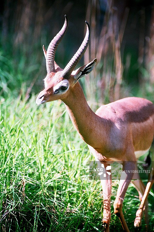 圈养的雄性长颈羚图片素材